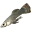 SR-icon-ingredient-Silverside Perch.png