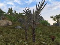 TD3-flora-Silver Palm.jpg