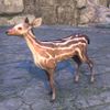 ON-pet-Clearspring Striped Fawn.jpg