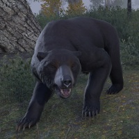 ON-creature-Great Bear.jpg