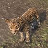 ON-pet-Senche-Leopard Cub.jpg