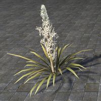 ON-furnishing-Plant, Tall Flowering Yucca.jpg