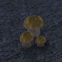 ON-flora-Druid's Bane Mushroom.jpg