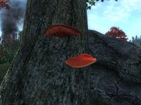 OB-flora-Cinnabar Polypore (Red).jpg