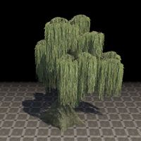ON-furnishing-Tree, Young Gentle Weeping Willow.jpg