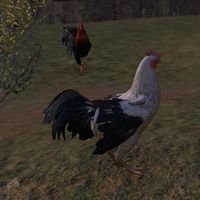 ON-creature-Chicken 02.jpg