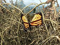 SR-ingredient-Monarch Butterfly.jpg