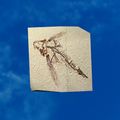 Thumbnail for version as of 01:35, 22 April 2025
