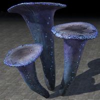 ON-furnishing-Mushrooms, Midnight Cluster.jpg