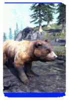 ON-card-Sunback Bear Cub.png
