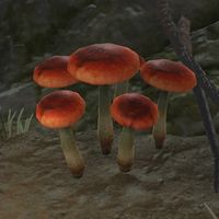 BL-food-Mushroom 06.jpeg