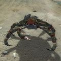 A Mud Crab in Oblivion