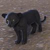 ON-pet-Black Senche-Panther Kitten.jpg