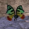 ON-pet-Evermore Painter's Moth.jpg
