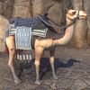 ON-mount-Sword-Singer's Tufted Camel.jpg