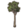 ON-icon-furnishing-Sapling, Young Shade.png