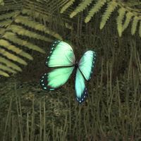 ON-creature-Butterfly (green).jpg