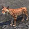 ON-pet-Highland Spotted Lynx Cub.jpg