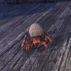 ON-pet-Hermit Crab.jpg