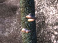 OB-flora-Tinder Polypore.jpg