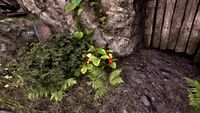 OBR-flora-Strawberry Bush.jpg