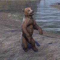 ON-pet-Cave Bear Cub.jpg