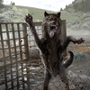 100px-LG-cardart-Uncaged_Wolf.png