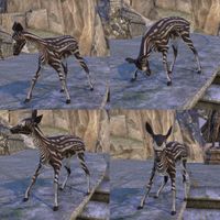 ON-misc-Ambersheen Vale Fawn Stagger.jpg