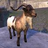 ON-pet-Wrothgar Buck Goat.jpg