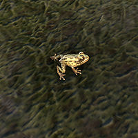 ON-creature-Frog.jpg