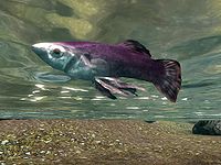 Skyrim:Angler Larvae - The Unofficial Elder Scrolls Pages (UESP)