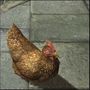 SRMOD-icon-More Chickens.jpg
