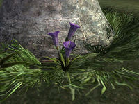 TR-flora-Horn Lily.jpg