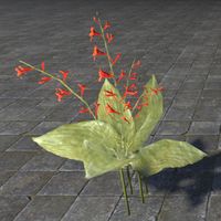 ON-furnishing-Flower, Red Honeysuckle.jpg