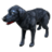 ON-icon-pet-Shornhelm Shepherd.png