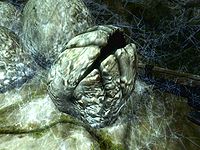 Skyrim Spider Egg The Unofficial Elder Scrolls Pages UESP