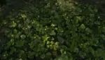 DrJacopo`s 3D Clovers, Alliaria, and Cornus