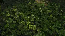 File:VC5-menu-DrJacopo`s 3D Clovers, Alliaria, and Cornus.webp