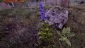 Thumbnail for version as of 14:54, 20 May 2025