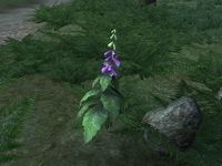 OB-flora-Foxglove.jpg