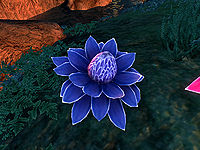 OB-flora-Mana Bloom (Lichor).jpg
