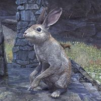 ON-creature-Rabbit (The Reach) 02.jpg