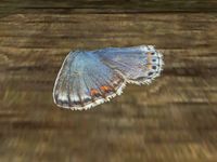 TD3-ing-Blue Chalk Butterfly Wing.jpg