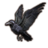 ON-icon-pet-Eyebright Raven.png