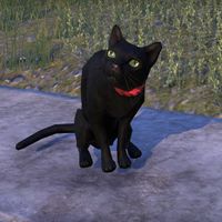 ON-pet-Black Cat.jpg