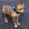 ON-pet-Ironclad Senche-Serval Kitten.jpg