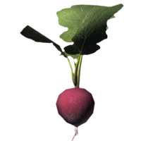 BS5-icon-food-Radish.png