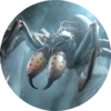 100px-LG-arena-Spider.png
