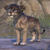 ON-pet-Noble Riverhold Senche-Lion Cub.jpg
