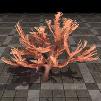 ON-furnishing-Elkhorn Coral, Sturdy Branching.jpg
